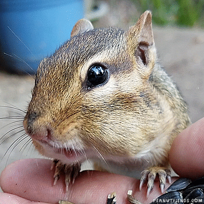 chipmunk-animals-free-animated-gifs-gameznet 046.gif